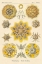 Picture of HAECKEL NATURE ILLUSTRATIONS: POLYCYTARIA RADIOLARIA