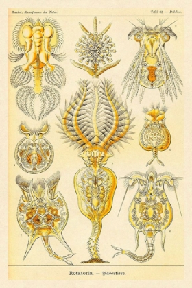 Picture of HAECKEL NATURE ILLUSTRATIONS: ROTATORIA, ROTIFERA WORMS