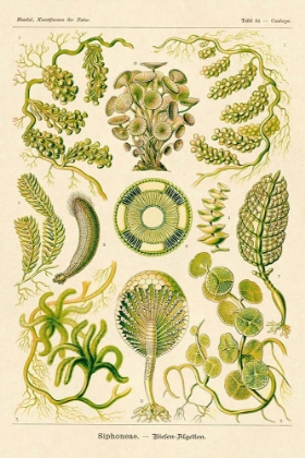 Picture of HAECKEL NATURE ILLUSTRATIONS: SIPHONEAE HYDROZOA