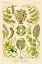 Picture of HAECKEL NATURE ILLUSTRATIONS: SIPHONEAE HYDROZOA