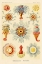 Picture of HAECKEL NATURE ILLUSTRATIONS: SIPHONEAE HYDROZOA