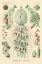 Picture of HAECKEL NATURE ILLUSTRATIONS: SIPHONEAE HYDROZOA