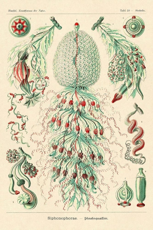 Picture of HAECKEL NATURE ILLUSTRATIONS: SIPHONEAE HYDROZOA