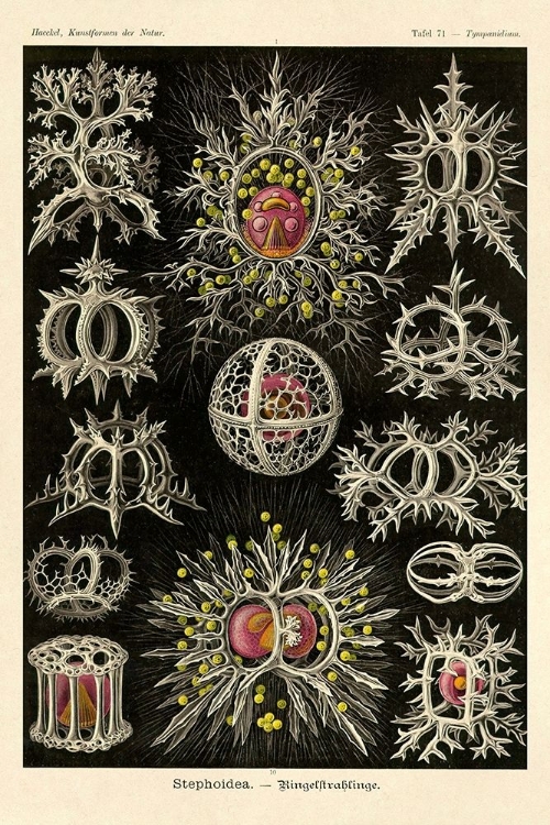 Picture of HAECKEL NATURE ILLUSTRATIONS: STEPHOIDEA