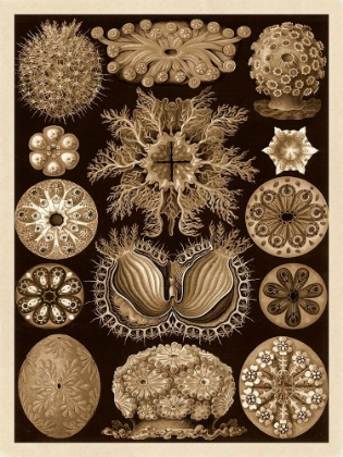 Picture of HAECKEL NATURE ILLUSTRATIONS: ASCIDIAE - SEPIA TINT