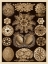 Picture of HAECKEL NATURE ILLUSTRATIONS: ASCIDIAE - SEPIA TINT