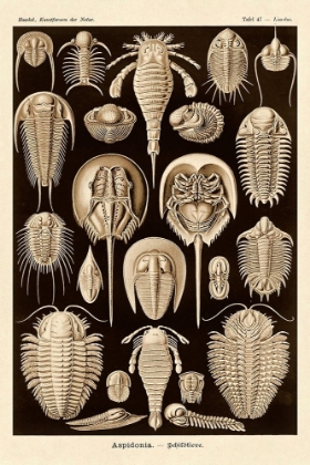 Picture of HAECKEL NATURE ILLUSTRATIONS: ATHROPODS - SEPIA TINT