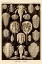 Picture of HAECKEL NATURE ILLUSTRATIONS: ATHROPODS - SEPIA TINT