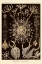 Picture of HAECKEL NATURE ILLUSTRATIONS: PHAEODARIA RADIOLARIANS - SEPIA TINT
