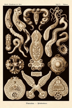Picture of HAECKEL NATURE ILLUSTRATIONS: FLATWORMS - SEPIA TINT