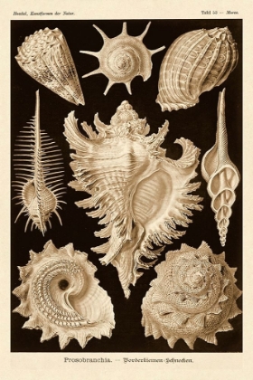 Picture of HAECKEL NATURE ILLUSTRATIONS: GASTROPODS - SEPIA TINT