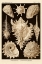 Picture of HAECKEL NATURE ILLUSTRATIONS: GASTROPODS - SEPIA TINT