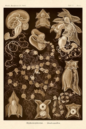 Picture of HAECKEL NATURE ILLUSTRATIONS: SIPHONEAE HYDROZOA - SEPIA TINT