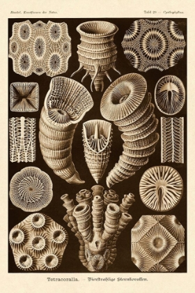 Picture of HAECKEL NATURE ILLUSTRATIONS: TETRACORALLA, CORAL - SEPIA TINT
