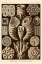 Picture of HAECKEL NATURE ILLUSTRATIONS: TETRACORALLA, CORAL - SEPIA TINT