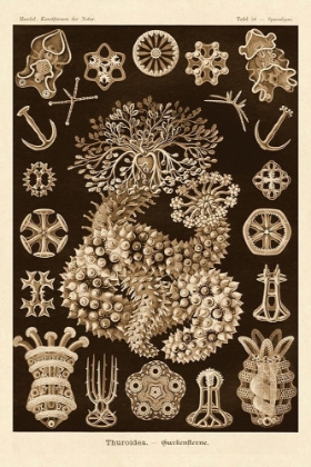Picture of HAECKEL NATURE ILLUSTRATIONS: SEA CUCUMBERS - SEPIA TINT