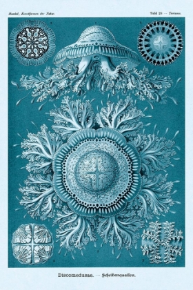 Picture of HAECKEL NATURE ILLUSTRATIONS: JELLY FISH - BLUE-GREEN TINT