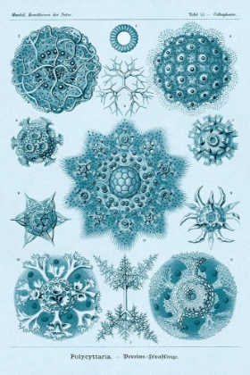 Picture of HAECKEL NATURE ILLUSTRATIONS: POLYCYTARIA RADIOLARIA - BLUE-GREEN TINT