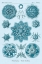 Picture of HAECKEL NATURE ILLUSTRATIONS: POLYCYTARIA RADIOLARIA - BLUE-GREEN TINT
