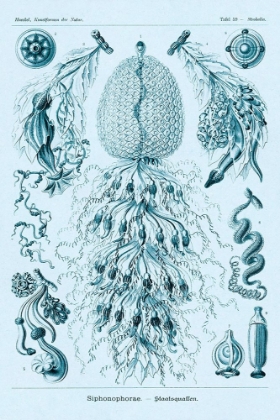 Picture of HAECKEL NATURE ILLUSTRATIONS: SIPHONEAE HYDROZOA - BLUE-GREEN TINT