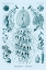 Picture of HAECKEL NATURE ILLUSTRATIONS: SIPHONEAE HYDROZOA - BLUE-GREEN TINT