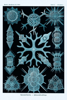 Picture of HAECKEL NATURE ILLUSTRATIONS: SPUMELLARIA - BLUE-GREEN TINT