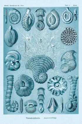 Picture of HAECKEL NATURE ILLUSTRATIONS: TALAMOPHORA, FORMANIFERA, RHISOPODS - BLUE-GREEN TINT