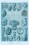 Picture of HAECKEL NATURE ILLUSTRATIONS: TALAMOPHORA, FORMANIFERA, RHISOPODS - BLUE-GREEN TINT
