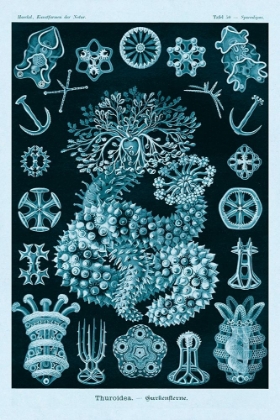 Picture of HAECKEL NATURE ILLUSTRATIONS: SEA CUCUMBERS - BLUE-GREEN TINT