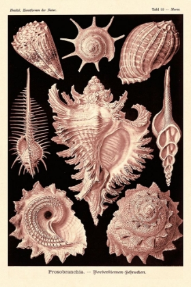 Picture of HAECKEL NATURE ILLUSTRATIONS: GASTROPODS - ROSE TINT