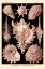 Picture of HAECKEL NATURE ILLUSTRATIONS: GASTROPODS - ROSE TINT