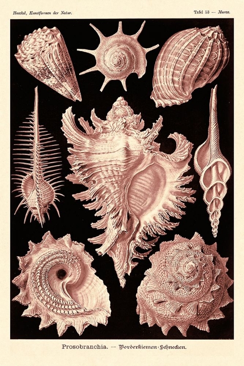 Picture of HAECKEL NATURE ILLUSTRATIONS: GASTROPODS - ROSE TINT