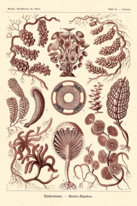 Picture of HAECKEL NATURE ILLUSTRATIONS: SIPHONEAE HYDROZOA - ROSE TINT