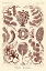 Picture of HAECKEL NATURE ILLUSTRATIONS: SIPHONEAE HYDROZOA - ROSE TINT