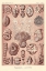 Picture of HAECKEL NATURE ILLUSTRATIONS: TALAMOPHORA, FORMANIFERA, RHISOPODS - ROSE TINT