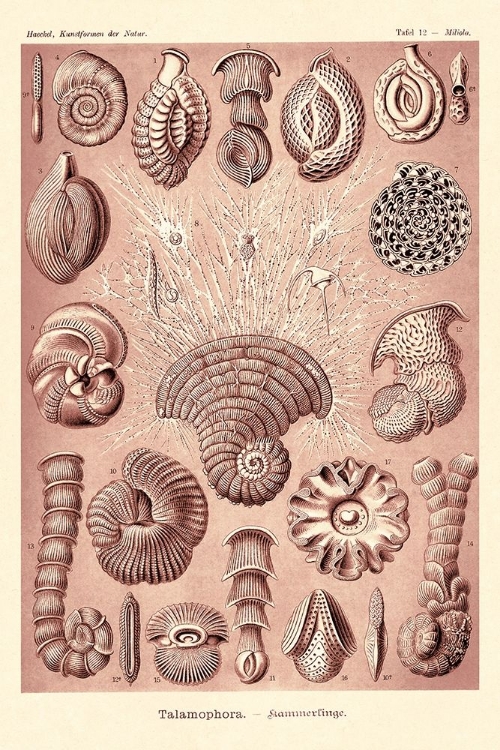 Picture of HAECKEL NATURE ILLUSTRATIONS: TALAMOPHORA, FORMANIFERA, RHISOPODS - ROSE TINT