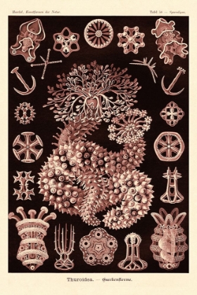 Picture of HAECKEL NATURE ILLUSTRATIONS: SEA CUCUMBERS- ROSE TINT