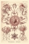 Picture of HAECKEL NATURE ILLUSTRATIONS: TRACHOMEDUSAE - JELLYFISH - ROSE TINT