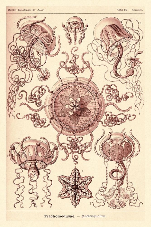 Picture of HAECKEL NATURE ILLUSTRATIONS: TRACHOMEDUSAE - JELLYFISH - ROSE TINT