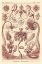 Picture of HAECKEL NATURE ILLUSTRATIONS: TUBULARIDA - TUBULARIANS - ROSE TINT