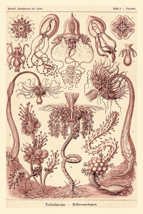 Picture of HAECKEL NATURE ILLUSTRATIONS: TUBULARIDA - TUBULARIANS - ROSE TINT