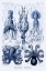 Picture of HAECKEL NATURE ILLUSTRATIONS: JELLY FISH - DARK BLUE TINT