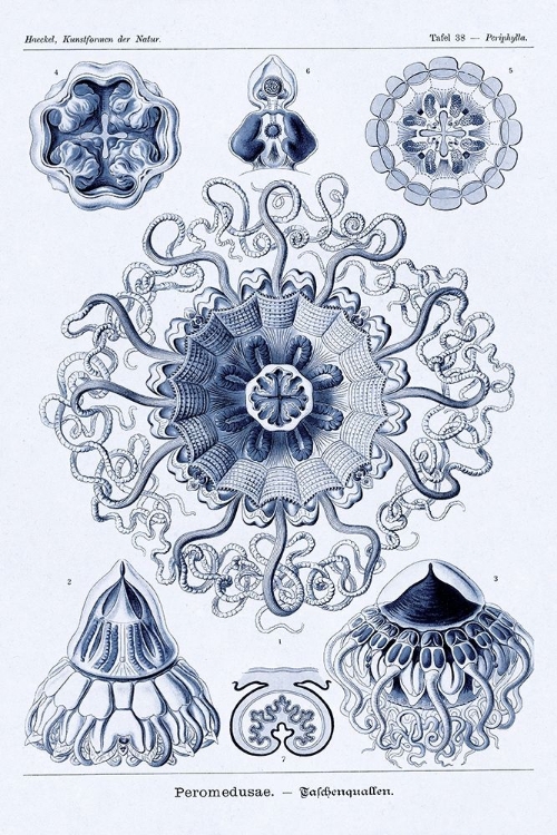 Picture of HAECKEL NATURE ILLUSTRATIONS: POLYCYTARIA RADIOLARIA - DARK BLUE TINT