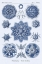 Picture of HAECKEL NATURE ILLUSTRATIONS: SIPHONEAE HYDROZOA - DARK BLUE TINT