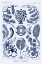 Picture of HAECKEL NATURE ILLUSTRATIONS: SIPHONEAE HYDROZOA - DARK BLUE TINT