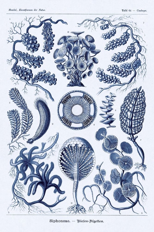 Picture of HAECKEL NATURE ILLUSTRATIONS: SIPHONEAE HYDROZOA - DARK BLUE TINT