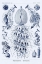 Picture of HAECKEL NATURE ILLUSTRATIONS: SIPHONEAE HYDROZOA - DARK BLUE TINT