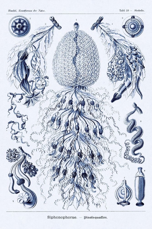 Picture of HAECKEL NATURE ILLUSTRATIONS: SIPHONEAE HYDROZOA - DARK BLUE TINT