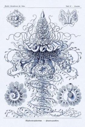 Picture of HAECKEL NATURE ILLUSTRATIONS: TUBULARIDA - TUBULARIANS - DARK BLUE TINT