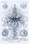 Picture of HAECKEL NATURE ILLUSTRATIONS: TUBULARIDA - TUBULARIANS - DARK BLUE TINT